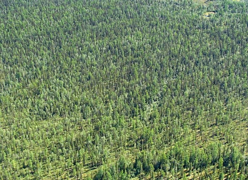 «Сохраним наш лес, пока не поздно»: В Сети появилась петиция против оскандалившейся китайской компании