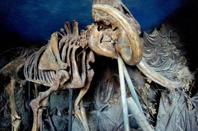 В Якутии нашли обработанный древним человеком бивень мамонта