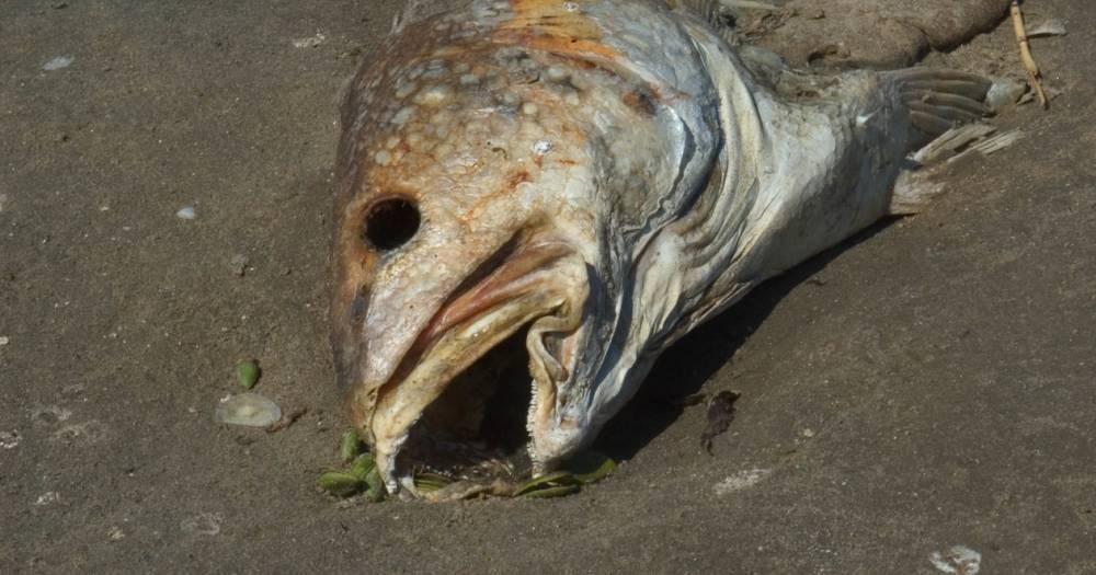 Пестициды в&nbsp;Мировом океане: стоит ли бояться есть рыбу