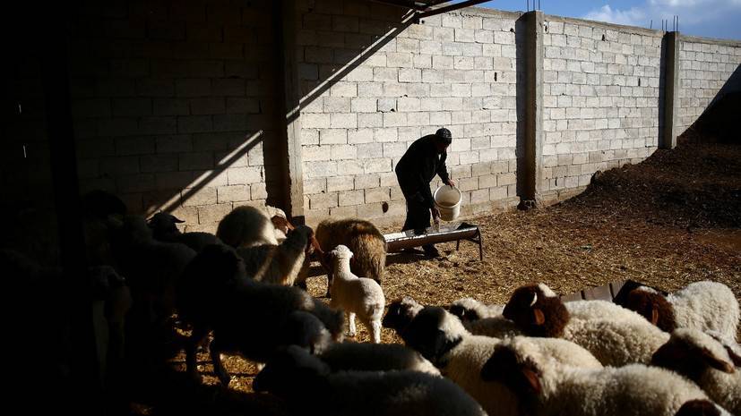 В Сирии оценили нанесённый сельскому хозяйству ущерб за 5 лет