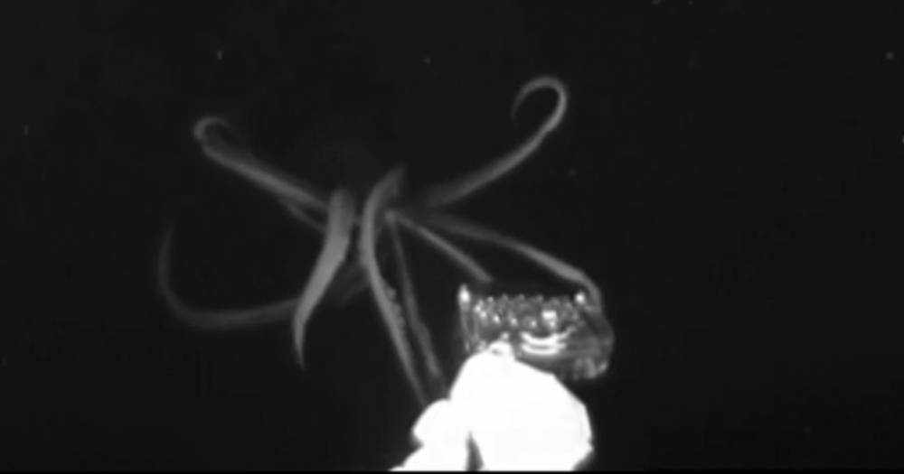 Уникальные кадры охоты гигантского кальмара: кошмар из&nbsp;глубин