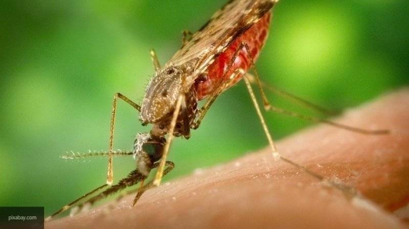 Ученые объяснили,  по какому принципу комары выбирают своих "жертв"