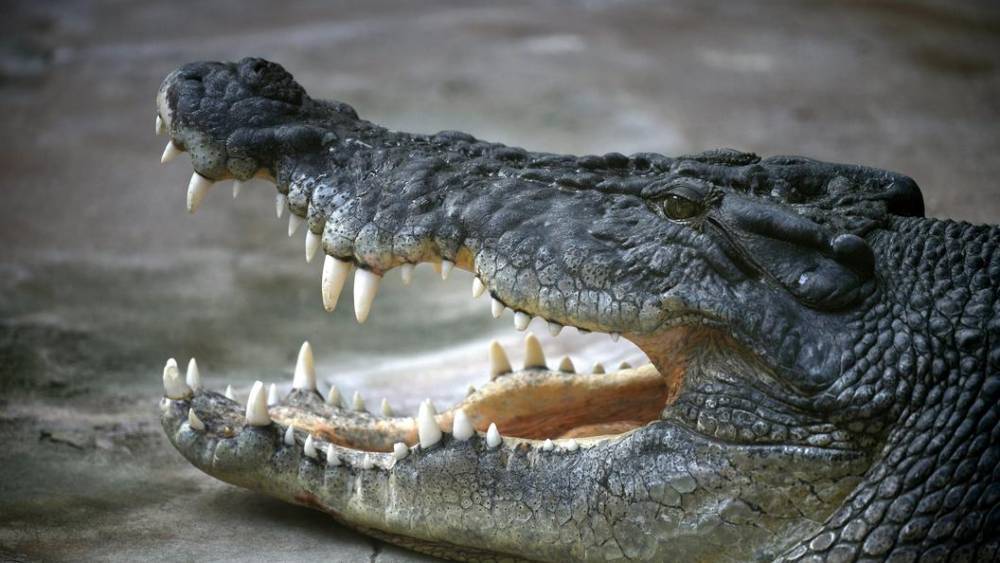 По городу ходила большая крокодила: В Симферополе жители нашли в траве экзотическую рептилию