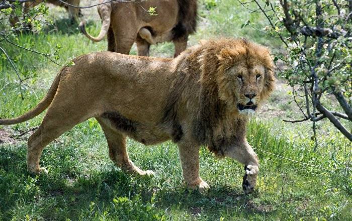 Львы впали в шок, наблюдая как сотрудники зоопарка учились их ловить
