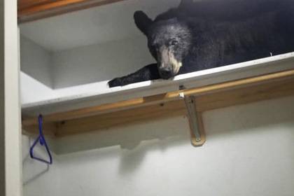 Медведь пробрался в дом и уснул в шкафу