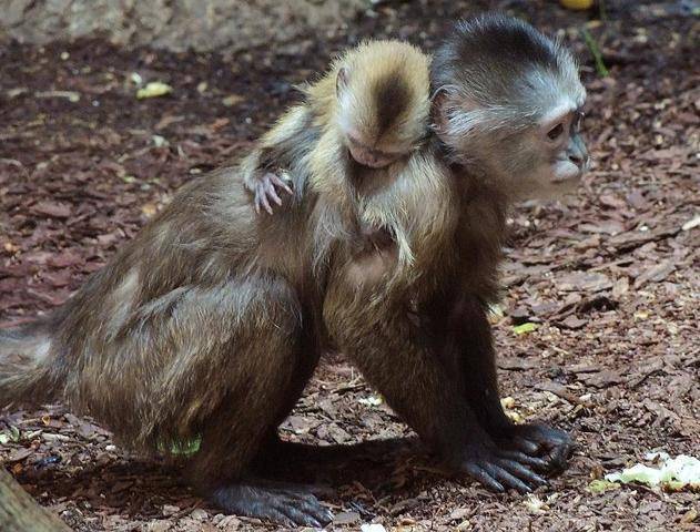 Ученые открыли обезьян, использовавших орудия труда на протяжении 450 поколений