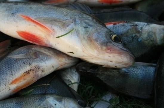 СМИ: в Волгоградской области обнаружили незаконный рыбный склад