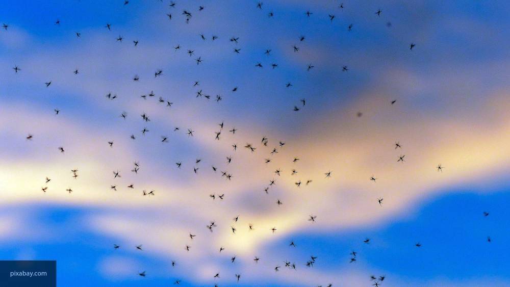Ученые рассказали, как «охотятся» комары