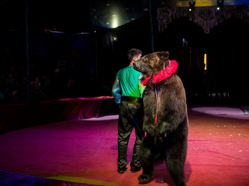 В Улан-Удэ спустя пять лет возвращается цирк-шапито «Анастасия»