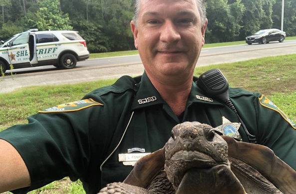 Полиция США «задержала» черепаху за переход дороги в неположенном месте / Моя Планета