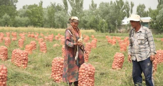 В Таджикистане в разгаре сбор урожая лука, но цены на него не падают