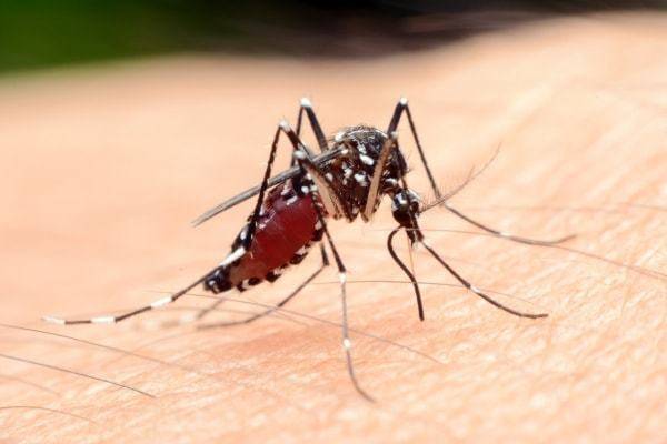 Что если ваша кровь может убить комаров?