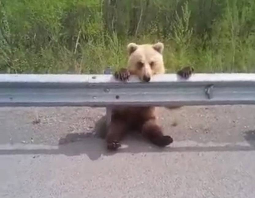 «Сиди, не попрошайничай»: Медвежонка, одиноко сидящего у обочины дороги, засняли на видео
