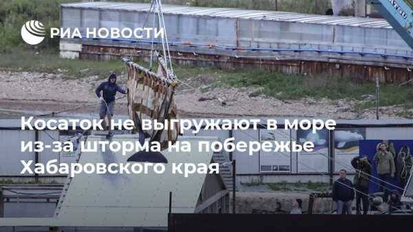 Косаток не выгружают в море из-за шторма на побережье Хабаровского края