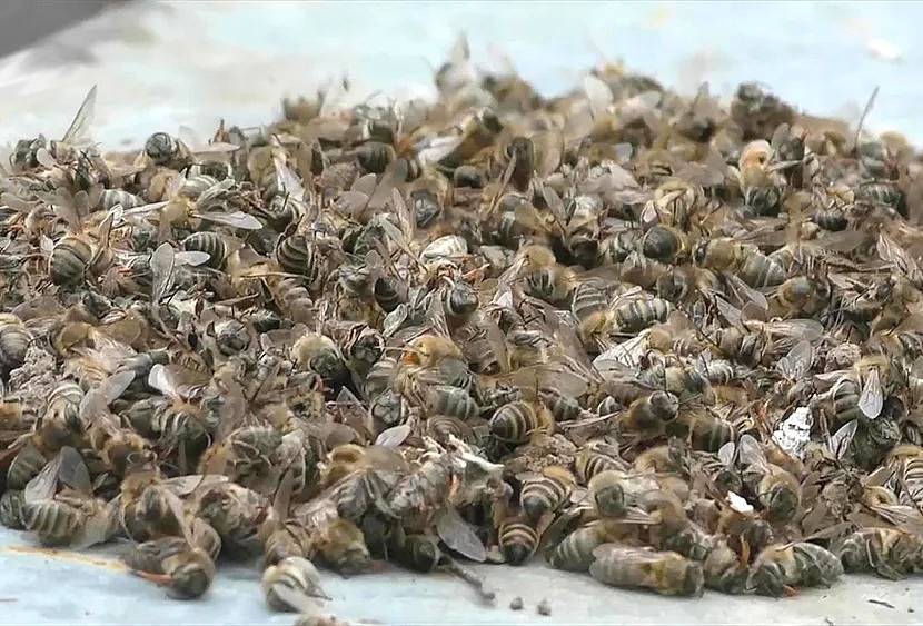 «Постоянно чистят хоботок и лапки»: Жителей Бурятии напугала массовая гибель пчел