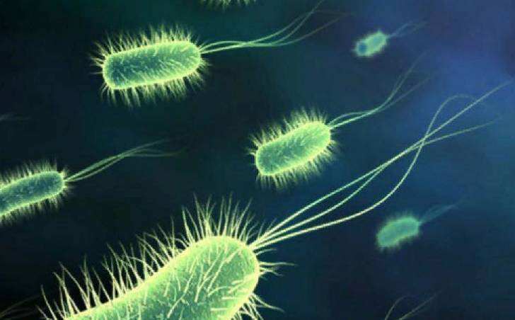 Эксперты назвали места наибольшего скопления бактерий в доме