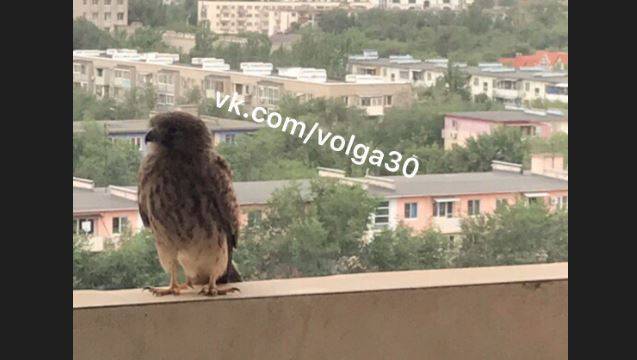 В Астрахани дикая птица прилетела в гости
