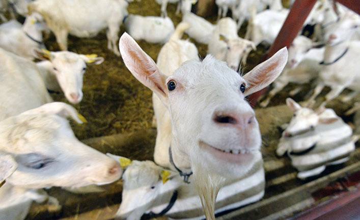 Science (США): почему поедающим землю козам не нужно ходить к дантисту?