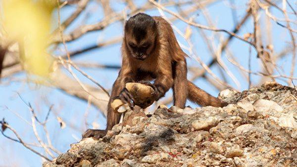 Ученые открыли обезьян, использующих орудия труда «тысячи лет»