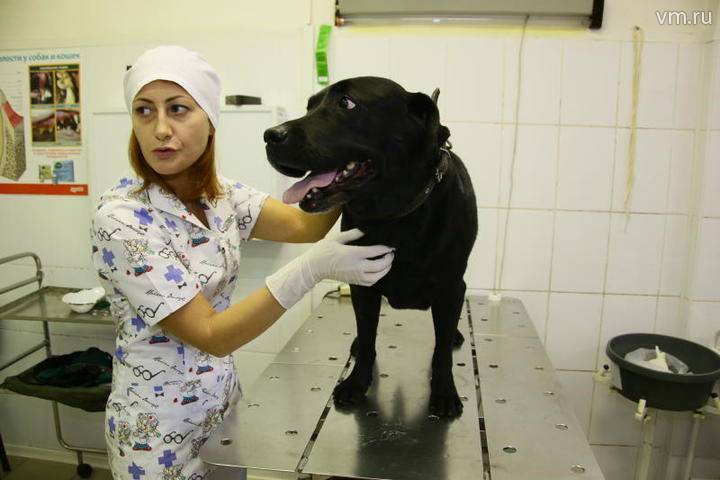Более 350 беспородных животных приняли в столичных пунктах стерилизации