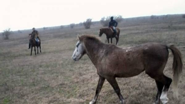 У жителя Соль-Илецкого округа увели трех лошадей