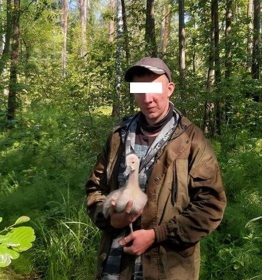 В Ульяновской области задержали охотника на лебедей