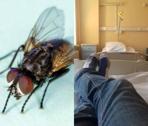 «Болячка» с крылышками: Больничные мухи способны заражать устойчивыми к антибиотикам бактериями