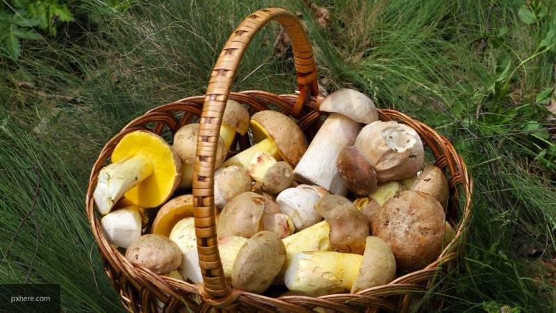 Медики рассказали о полезных для здоровья видах грибов