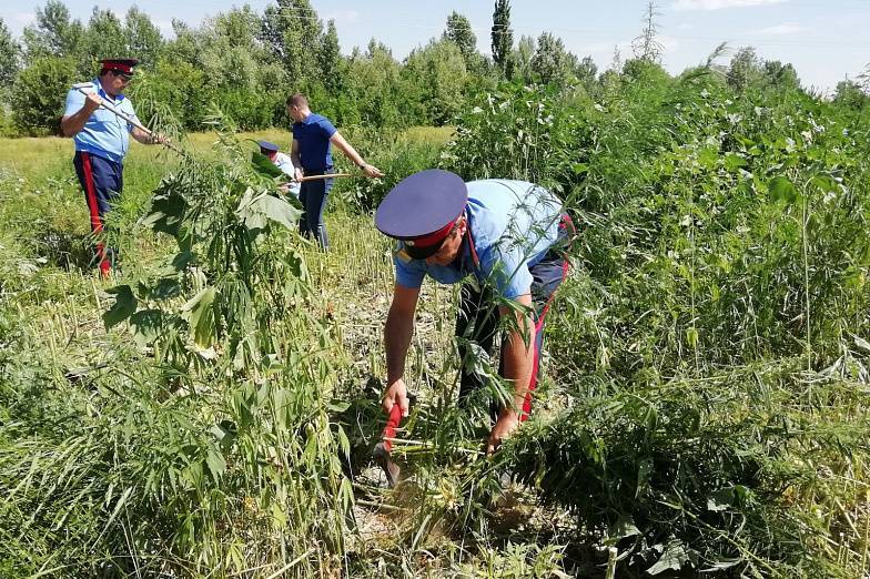 В Ростовской области уничтожили около 9 тонн дикорастущей конопли