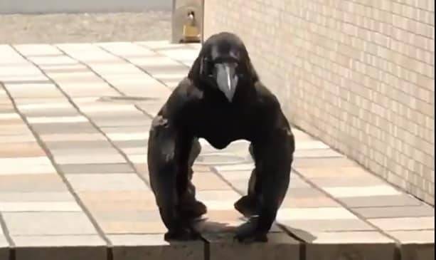 Мускулистая ворона напугала пользователей Сети (видео)
