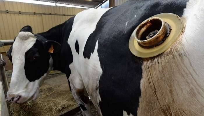 Французские зоозащитники забили тревогу из-за экспериментов над коровами