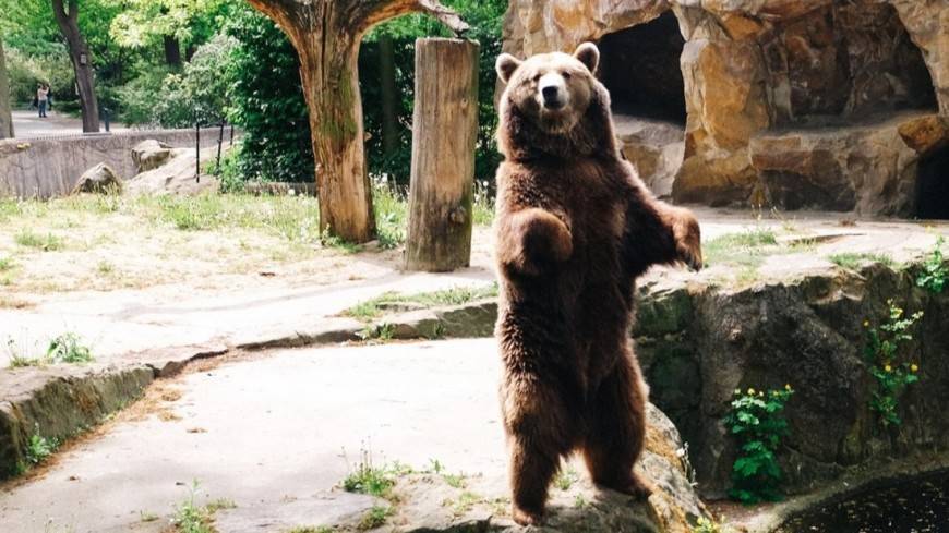 Покалеченный медведем мужчина месяц жил в берлоге хищника