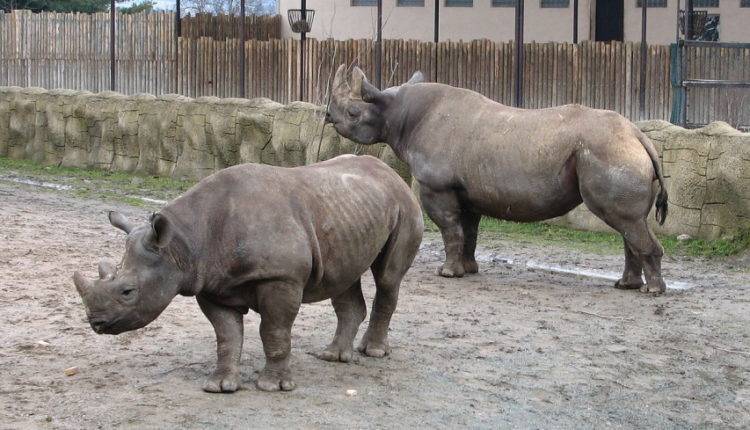 В Руанде выпустили на волю пять редчайших носорогов