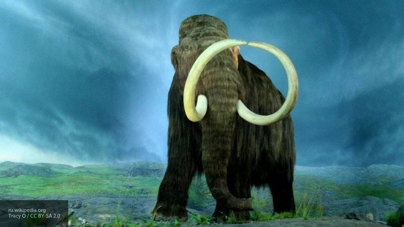 Ученые обнаружили в Якутии обработанный древними людьми бивень мамонта