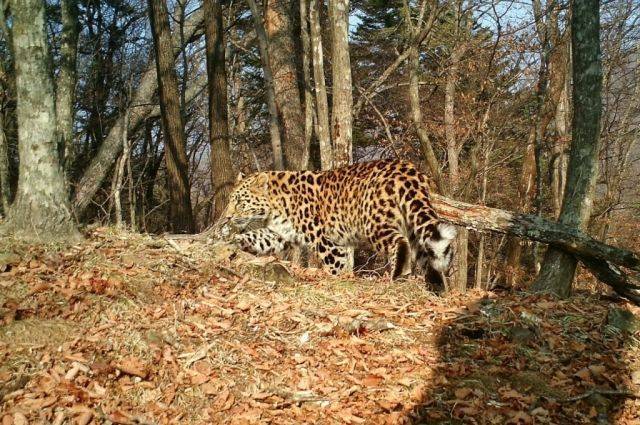 Приморский леопард заблудился у погранперехода между РФ и КНР