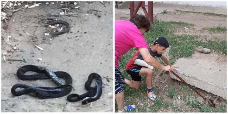 Змеи атакуют жителей Зачаганска в ЗКО (фото)