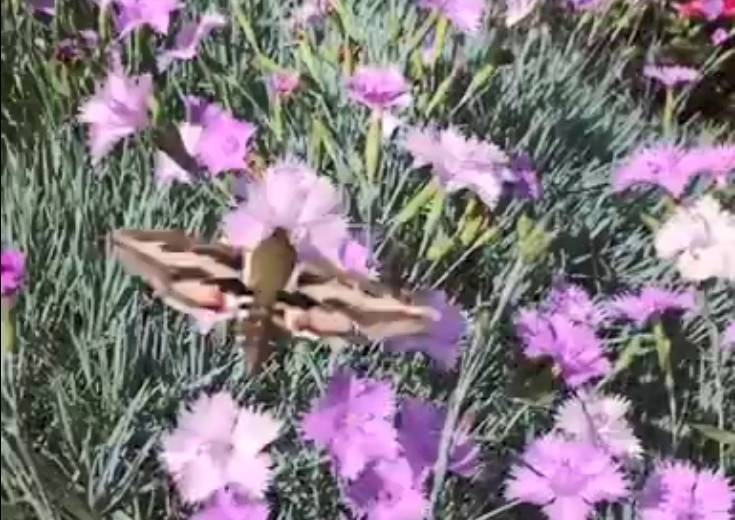 Жители Башкирии засняли уникальную бабочку-колибри