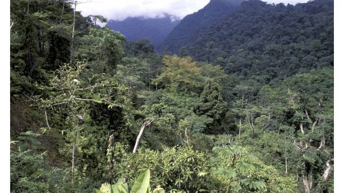 В джунглях Гондураса найдено древнее затерянное поселение с редчайшими животными