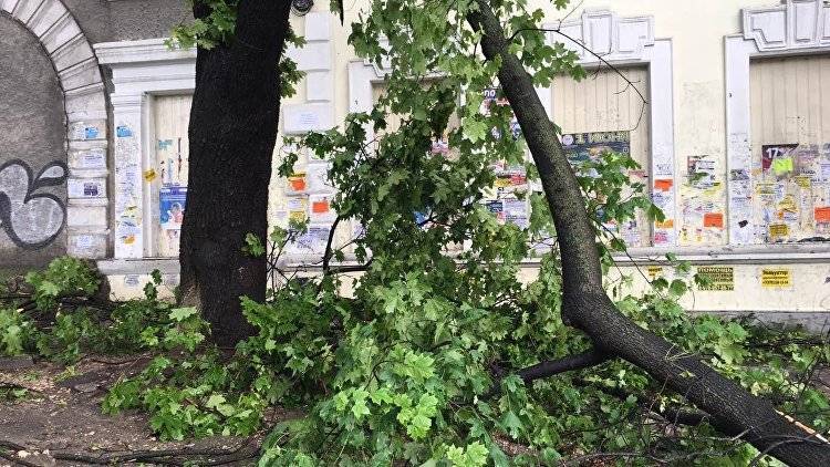 "Пришло время обновлять": в Симферополе вырубят все аварийные деревья