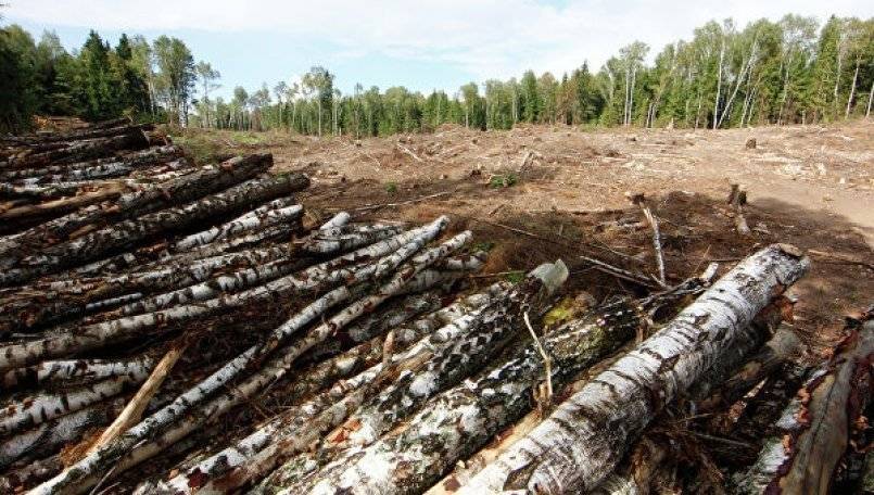 В Башкирии мужчина незаконно вырубил лес на сумму 1,4 млн рублей