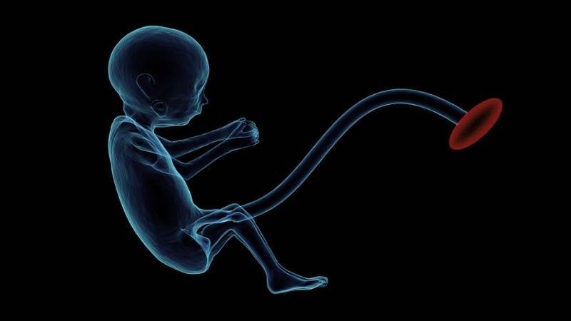 РПЦ хочет законодательно закрепить права эмбриона человека
