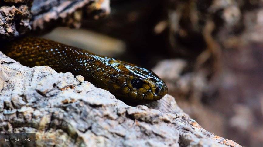На кладбище в Саратовской области найдена 25-летняя девушка, которую укусила змея