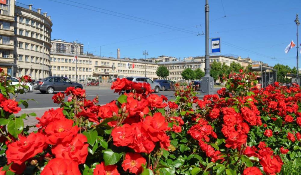 В садах и парках Петербурга зацвели розы