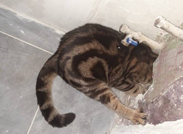 Спасатели Глазова освободили застрявшего в стене кота