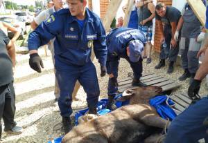 В Орловском районе спасли лося, упавшего в колодец
