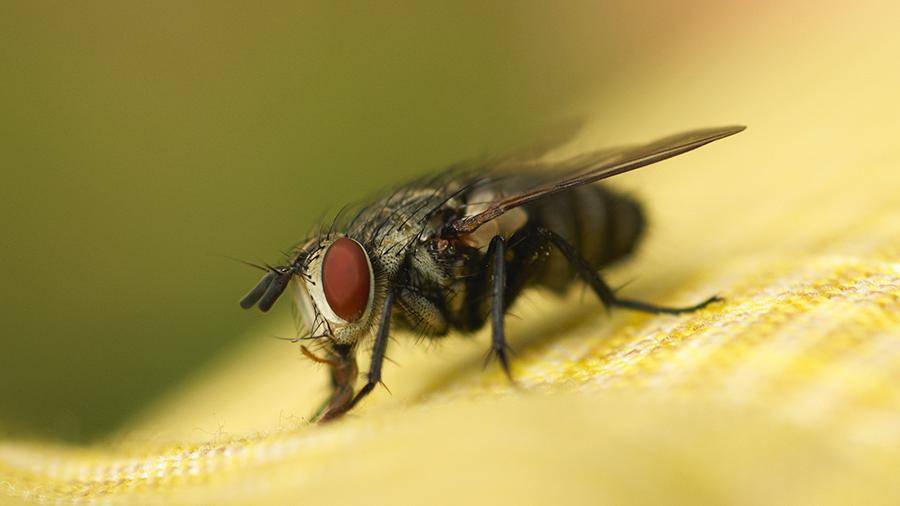 Больничные мухи оказались разносчиками опасных «супербактерий»