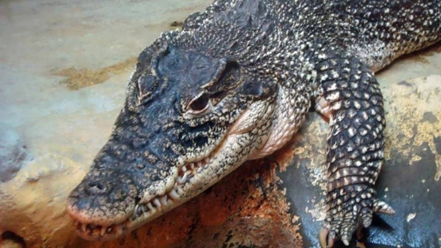 Найдены останки крокодила, который охотился на динозавров