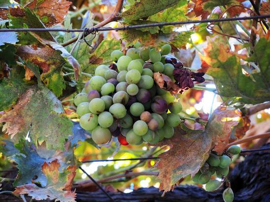«Коммерсант» сообщил о возможной подготовке к запрету грузинского вина