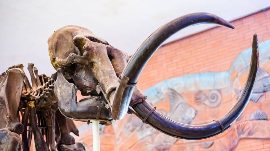 Британские пенсионеры нашли во дворе коттеджа огромный зуб мамонта