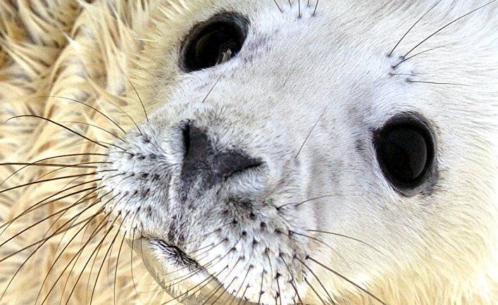 Science Alert (Австралия): ученые научили тюленей петь тему из «Звездных войн»